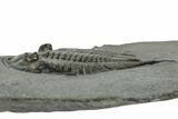 Dalmanites Trilobite Fossil - New York #308242-3